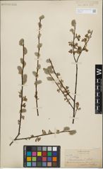 Foto von Salix lemmonii Bebb